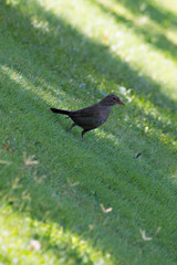 blackbird sitting on the grass