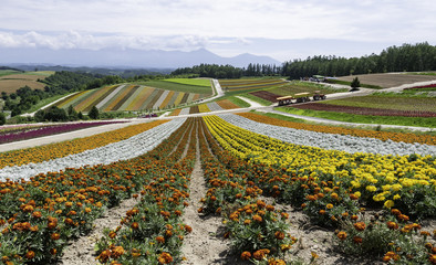 Orange white and yellow flower field slope down from the mountain with cloud 