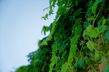 Fresh spring green grass wall or herb fence, useful for desiign background or texture.