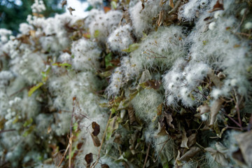 Fluffy fur on strange grass, sunny day, nature background