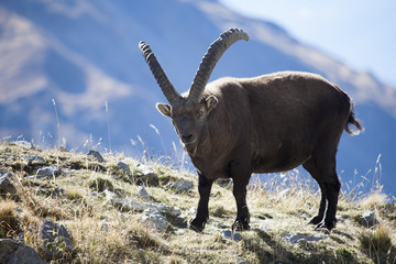 Un bouquetin curieux