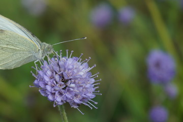 Baumweißling, Aporia crataegi	
