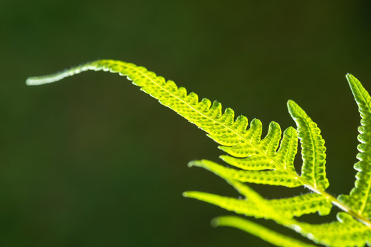 Closeup shot of backlit fern leaf