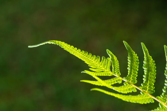 Closeup shot of backlit fern leaf