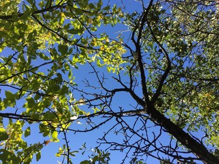 Blue sky, green leaves