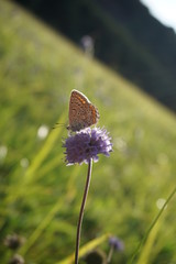 butterfly, Schmetterling, Himmelblauer Bläuling