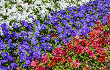 Flowerbed with flowers, rows of red, blue, white