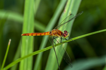 Dragonfly