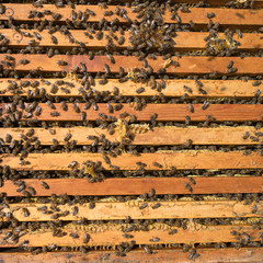 Honey bees, harvesting. Frames with honey in a hive