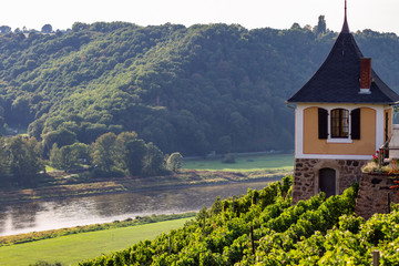 Weinberg an der Elbe