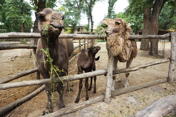 family of camels