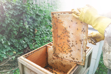 The beekeeper collects the harvest. Frame with honey, close-up. Hives in the apiary.