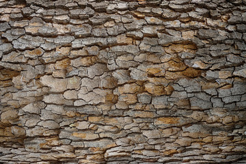 exotic tree bark texture