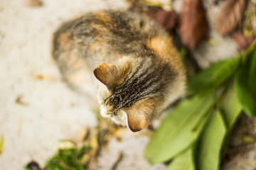 soft focus nice funny creative foreshortening concept of one little cute domestic cat which looking...