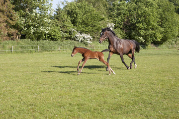 Mare and foal gallop