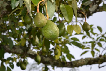 fruta aguacate verde árbol hojas planta fruit avocado green tree leaves plant potato 