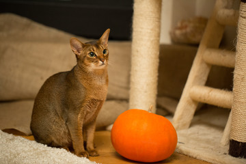 Halloween preparation. Cat and pumpkin  Jack-o-lantern. Abyssinian female cat.