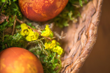 Easter eggs decorated with natural fresh leaves and boiled in onions peels, laying in wicker basket full of grass and thuja branches. dyeing eggs in the morning and celebrating Easter with family