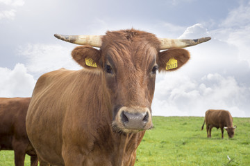 jersey cattle against cloudy sky