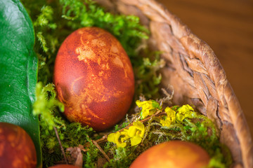Easter eggs decorated with natural fresh leaves and boiled in onions peels, laying in wicker basket full of grass and thuja branches. dyeing eggs in the morning and celebrating Easter with family