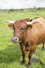 Naklejka na ściany i meble jersey cattle in green fields