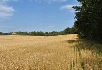 Background landscape field with bushes and trees