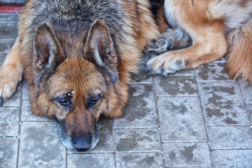 A large tick sucks blood from a dog. German shepherd, in the garden wound up in the spring