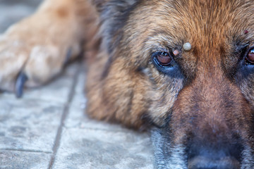 A large tick sucks blood from a dog. German shepherd, in the garden wound up in the spring