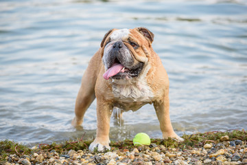 Wet english bulldog with the ball,selective focus
