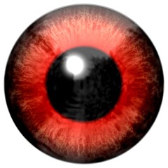 Red animal frog eyeball on white background, animal eye texture