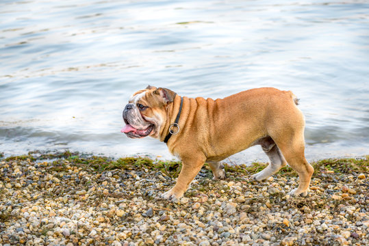 Playful young english bulldog on the beach,selective focus
