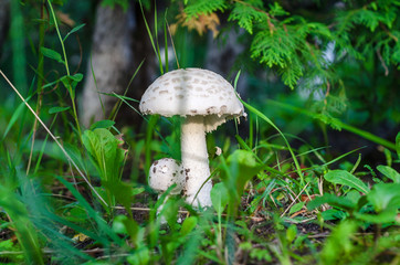 White mushrooms in a forest under a tree