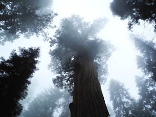 Sequoia, giant redwoods, foggy top