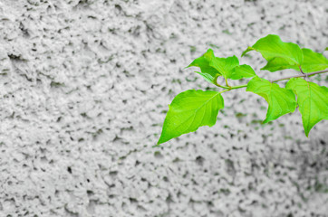 Branch with green leaves on a background of concrete gray wall