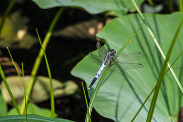 Dragonfly and lotus leaf
