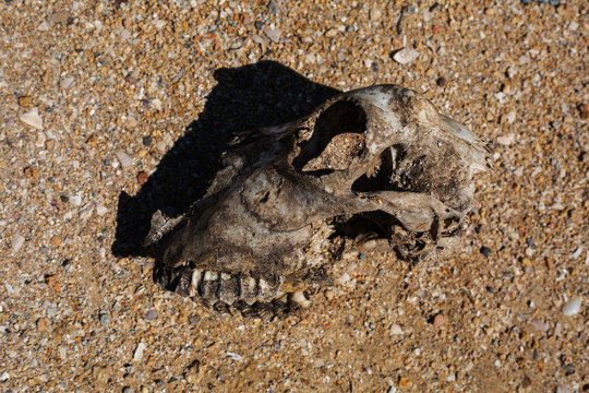 skull of a dog on the sand