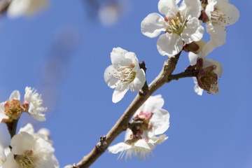 南部丘陵公園の梅／三重県四日市市