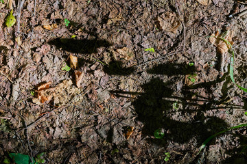 Forest background with dry leaves and shadows from plants. The view from the top