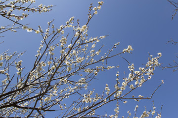 南部丘陵公園の梅／三重県四日市市
