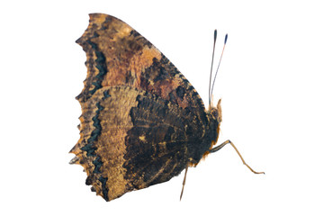Butterfly yellow legged tortoiseshell or large tortoiseshell (Nymphalis xanthomelas) isolated on white background