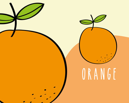 oranges fruit tropical fresh natural on colored background vector illustration