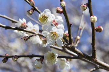 南部丘陵公園の梅／三重県四日市市