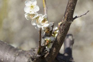 南部丘陵公園の梅／三重県四日市市