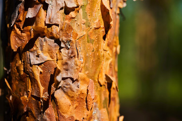 Pine trunk with bark close-up. Background with tree