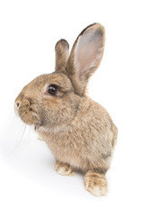 rabbit isolated on white