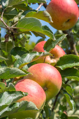 Malus domestica 'Roter Berlepsch'