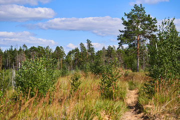 Fototapeta na wymiar Forest with dry trees, grass and marshland