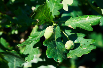 Fototapeta premium Oak branch with green acorns, closeup in Russia