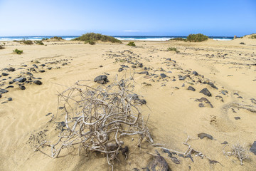 Beautiful sand dunes and sea on Cofete beach, Fuerteventura