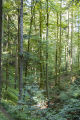 Forest near Nideck waterfall in Vosges France
